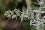 Woodland stonecrop